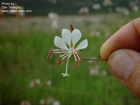 gaura, biennial